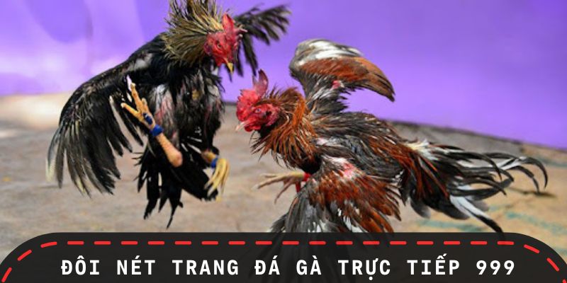 Giới thiệu trang đá gà trực tiếp 999